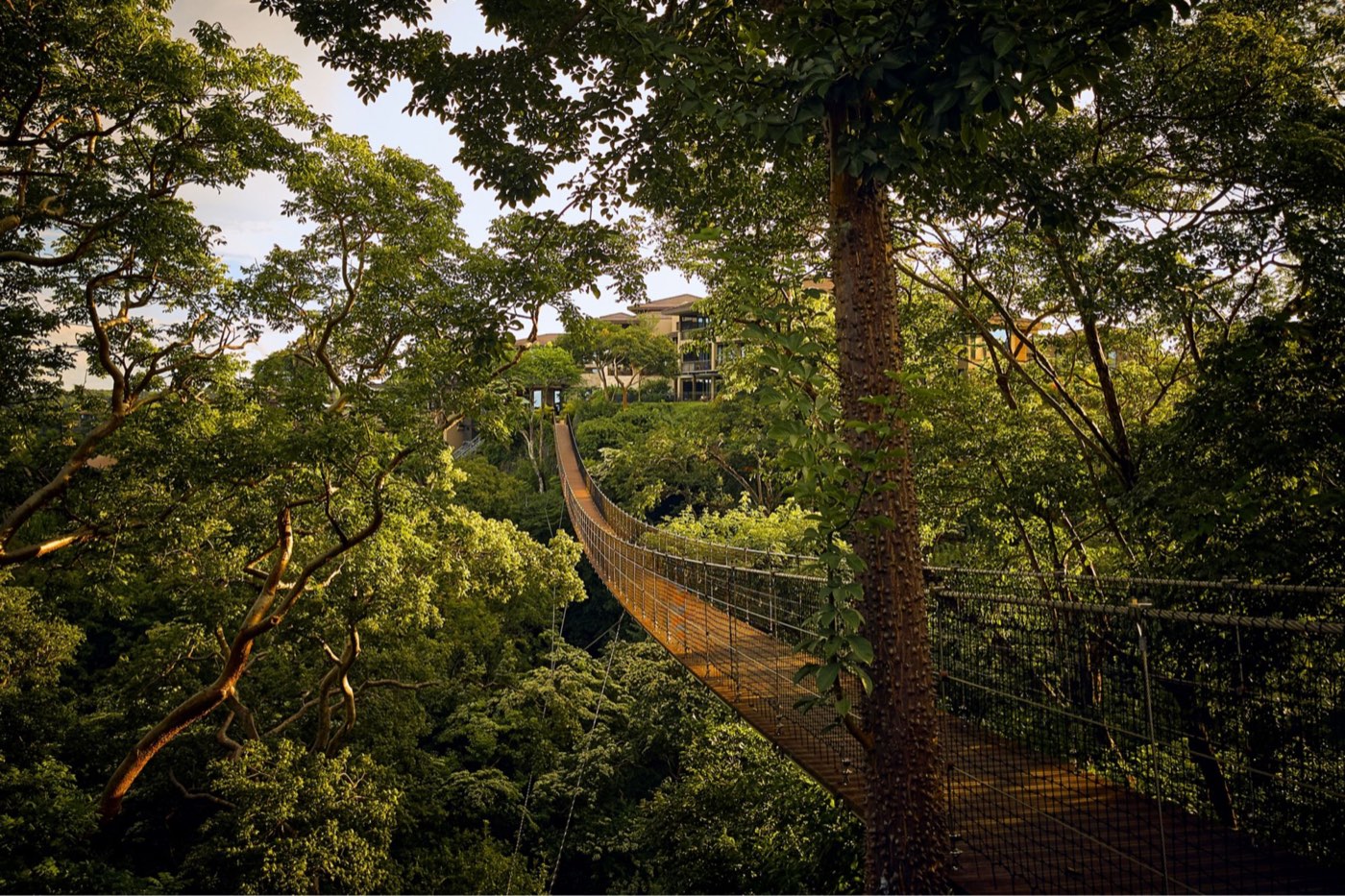 A suspension bridge high in the tropical forest