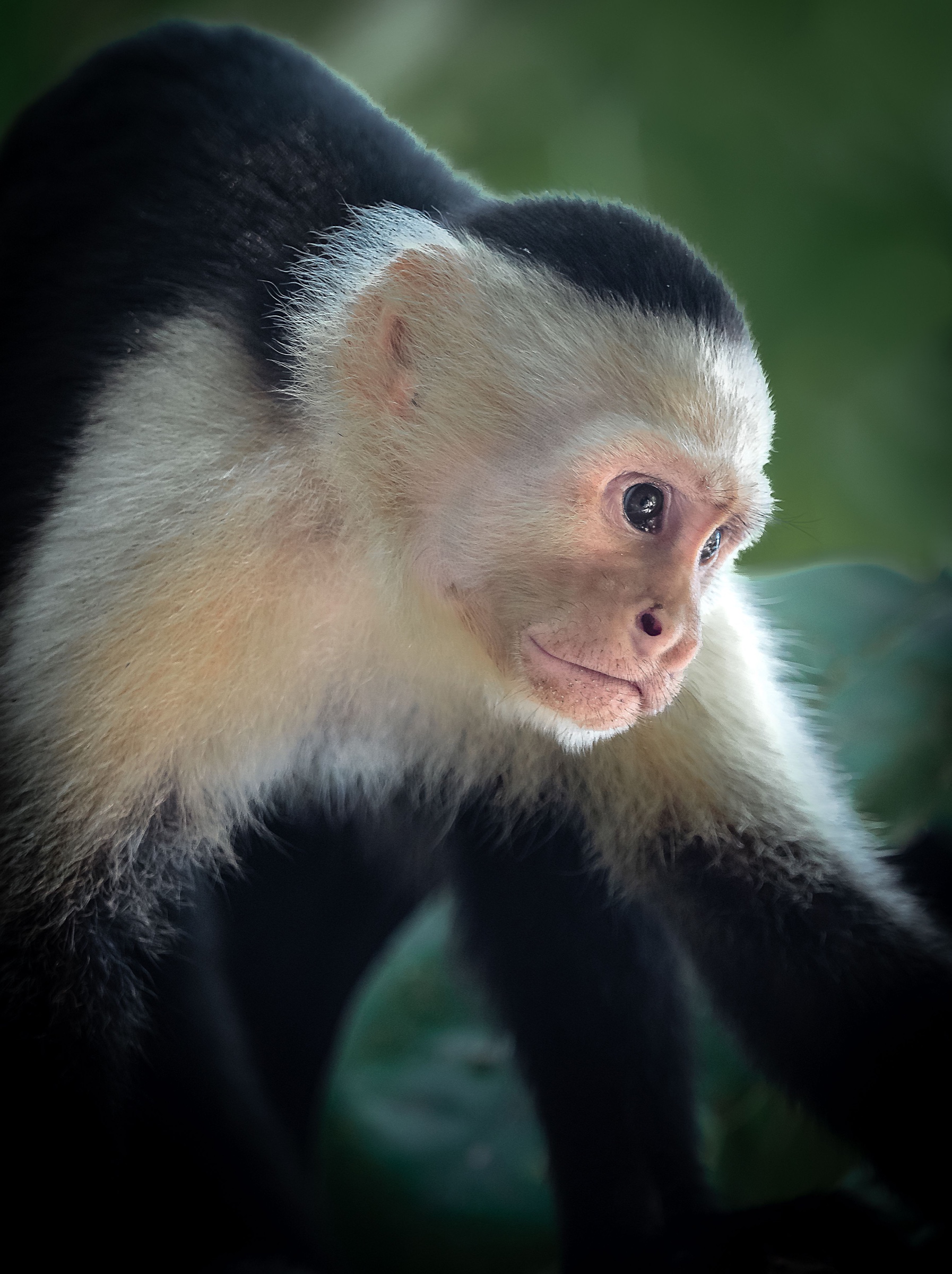 A white-faced capuchin monkey looking through the trees